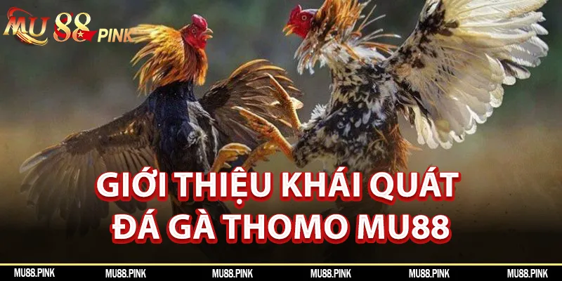 Thông tin giới thiệu khái quát nhất về chọi gà Thomo tại nhà cái MU88
